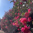 동백목장 | 제주 가볼만한곳｜제주 동백꽃 무료관광지｜윈드1947, 위미리3760 ,한국마사회 제주목장 , 삼달리꽃밭