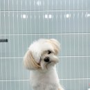 멍뭉이발소 이미지