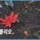 낙엽(Let It Be Me) ㅡ Twin Folio 이미지