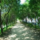 푸른나무 이미지