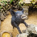 바로돼지 이미지