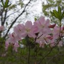 복숭아꽃 살구꽃 이미지