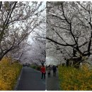 장안벚꽃길 이미지