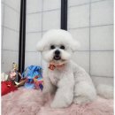 예쁘개 반려견미용샵 이미지