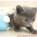 러시안블루
