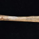 Pacific BUBBLES 이미지