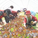 부농인력 머니투데이
