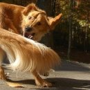 꼬리치는강아지 이미지