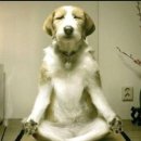 행복한강아지 이미지