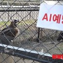 한국조류사