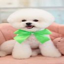 패션그루머 이미지