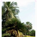 소유농원 이미지