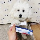 나뚜라동물의료기기판매 | 강아지 잇몸염증 오랄리페어 통해 구내염 관리한 후기