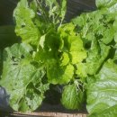 소연농장 이미지