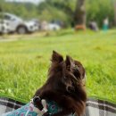 핑코애견 | [고양시 애견동반 카페] 노만주의 👉 서울 근교 넓은 정원 카페 (feat.돗자리)