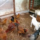 우리집토종닭 이미지