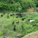 초방리 축사 이미지