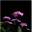 야생화펜션 이미지