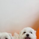 하이까미 이미지