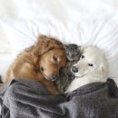 개와고양이 이미지