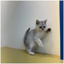 대구펫 강아지분양 고양이분양 이미지