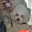 강아지 앞 가방 추천 :: 아이캔더 지게ab백 내돈내산 후기! (페일블루 색상)