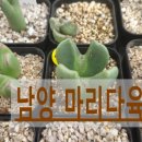 마리다육 이미지