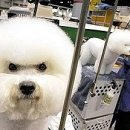 추풍령칼삼겹살 이미지