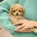 플랜멍강아지분양대구