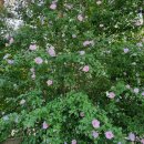 연화공원 영화의전당 이미지