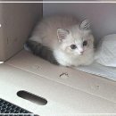 귀족동물병원 | 나만의 귀족, 페르시안 고양이와의 행복한 동행을 꿈꿔요!