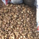 돼지만팔아요