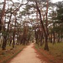 운문천 | “여기 걷기만 해도 몸이 리셋된다”… 가을 청도 여행, 운문사 솔숲길 완벽 탐방 코스