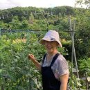 고성리산양목장 이미지