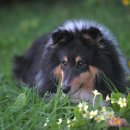 계절엔 동물의료센터 이미지