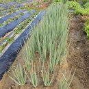 희정이네농장 이미지