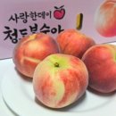 으뜸농원 | 대극천복숭아 후기, 딱복 물복 장점만 있는 지상농원 납작 청도복숭아