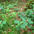 보현산 등산로 이미지