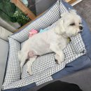 희희퍼피 이미지