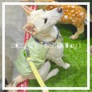 (주)소니스트 | [2025 메가주 일산 킨텍스] 하반기 케이펫페어 Day 1