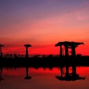 바오밥나무 이미지