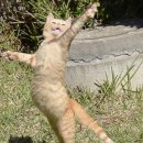 정왕동 중앙공원 일원 이미지