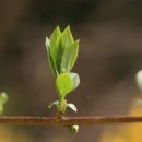 개나리공원1 이미지