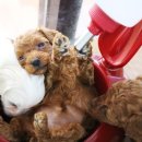 도그앤 제이 이미지