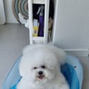 피개행개 이미지