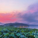 관음포연꽃마을협동조합 이미지
