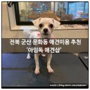 아임독애견샵 이미지