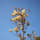 칠보산의 미국쑥부쟁이, 바늘꽃, 바디나물, 부들, 버들분취, 큰엉겅퀴, 붉나무, 청가시덩굴, 댕댕이덩굴, 노박덩굴, 콩배나무, 백당나무, 새집, 흙집 이미지