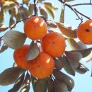 하나한의원 이미지