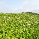 제주 토끼섬 문주란자생지 이미지